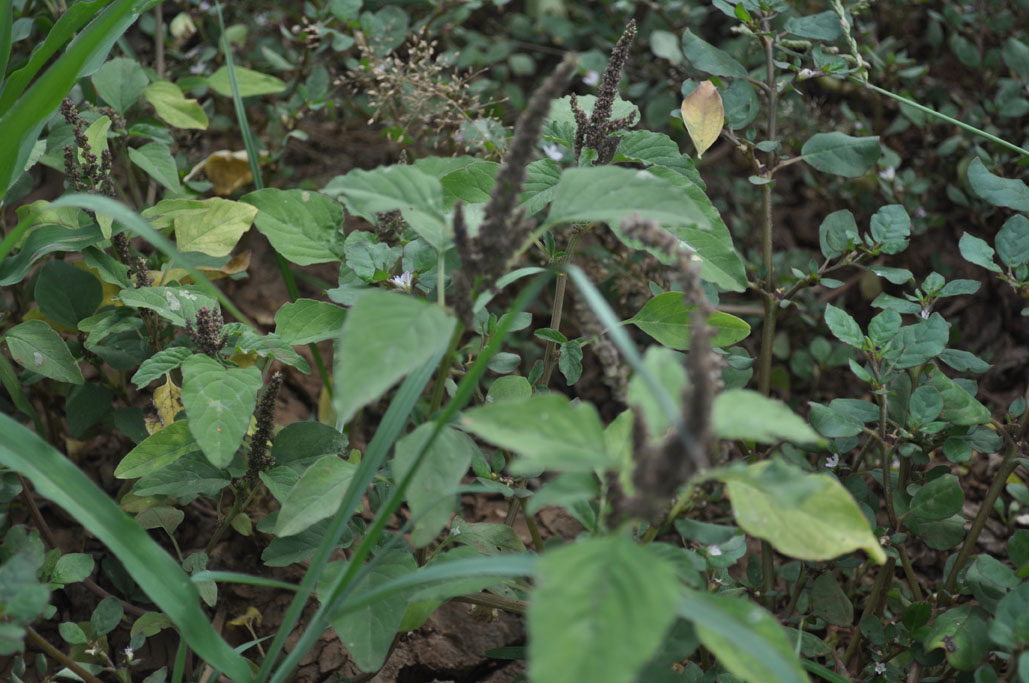 Amaranthus viridis